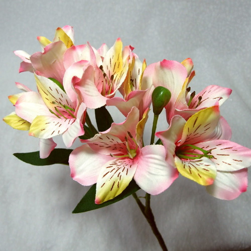 Alstroemeria — foto 1