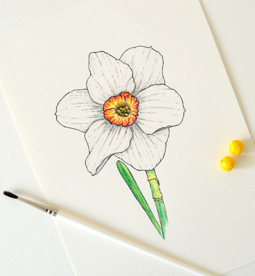 Narcis - originál — foto 1