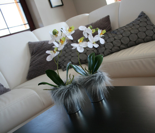 Miniorchidej v kožíšku — foto 1