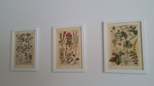 Botanický obrázek ze starého herbáře - A4, sada 3 — foto 1