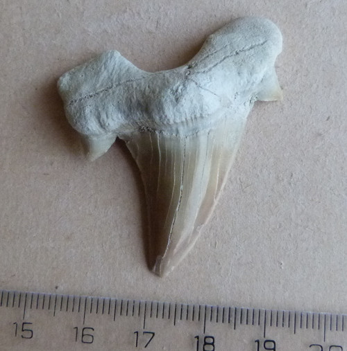 Žraločí zub velký - 4,9 cm — foto 1