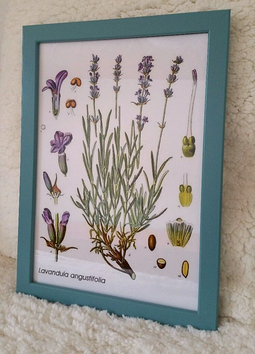 Botanický obrázek ze starého herbáře - A4 — foto 1