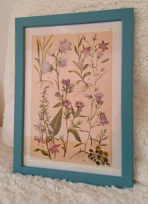 Botanický obrázek ze starého herbáře - A4 — foto 1