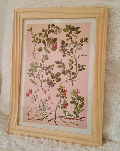 Botanický obrázek - reprodukce — foto 1