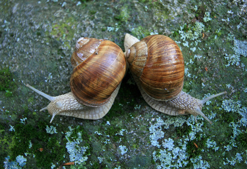 Šneci