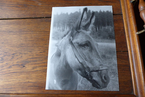 Oslík... stará větší fotografie