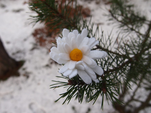 Kopretinka — foto 1