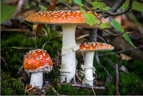 Jedovaté trio