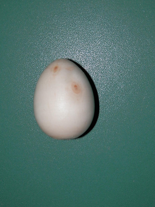 Vajíčko 1 — foto 1