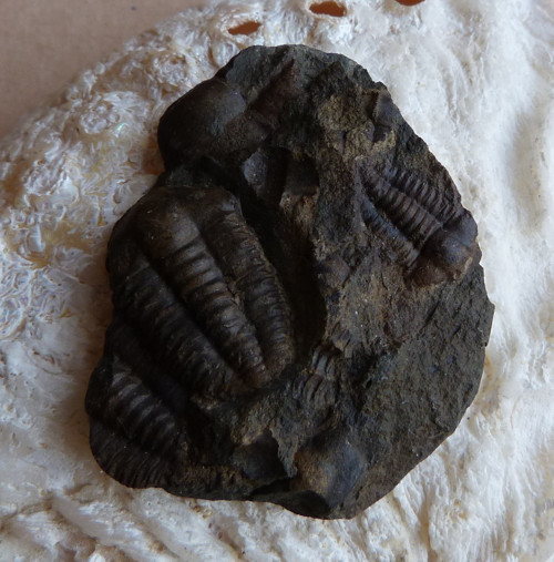Trilobit ČR - 4,3 cm — foto 1