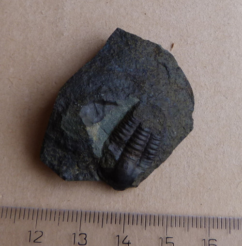 Trilobit ČR - 4 cm — foto 1
