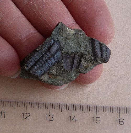 Trilobit ČR - 3,8 cm — foto 1