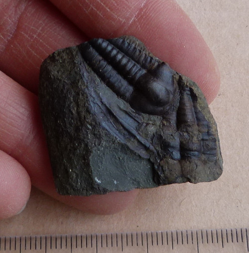 Trilobit ČR - 4 cm — foto 1