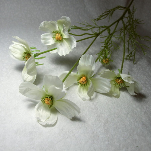 Krásenka bílá — foto 1