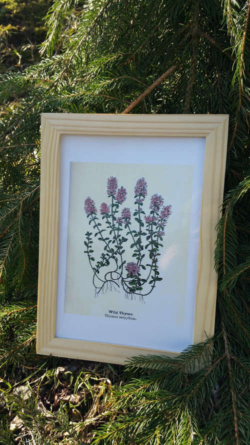 Botanický obrázek ze starého herbáře - A4 — foto 1