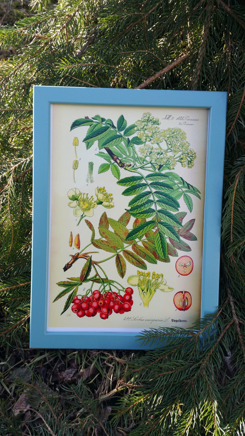 Botanický obrázek ze starého herbáře - A4 — foto 1