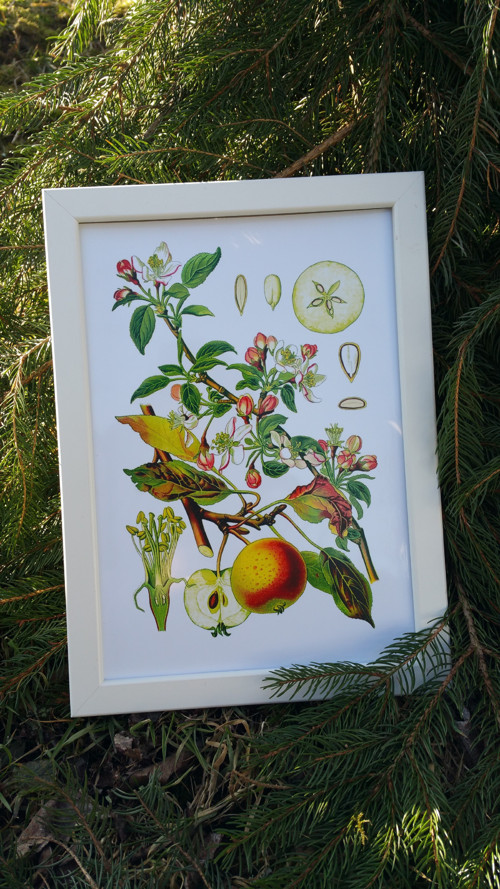Botanický obrázek ze starého herbáře - A4 — foto 1