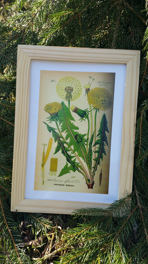 Botanický obrázek ze starého herbáře - A4 — foto 1