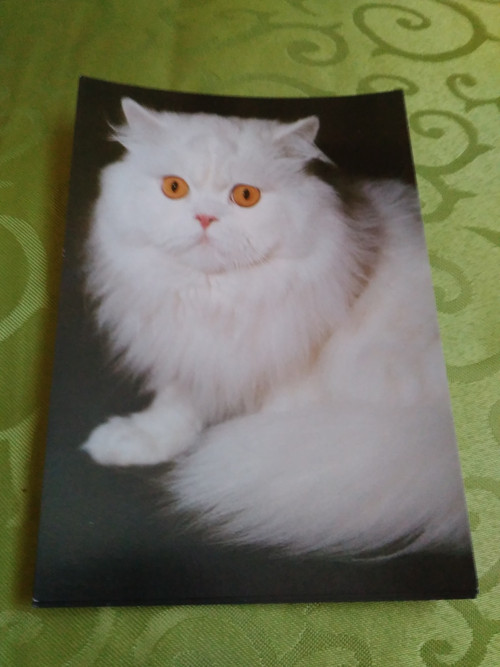 Kočka perská — foto 1