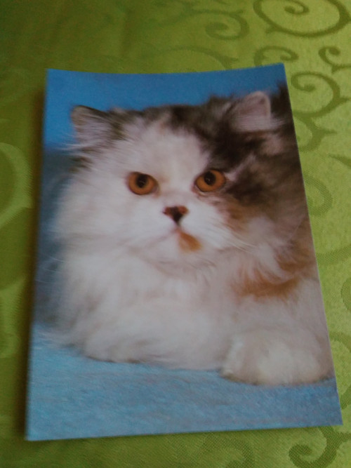 Kočka perská
