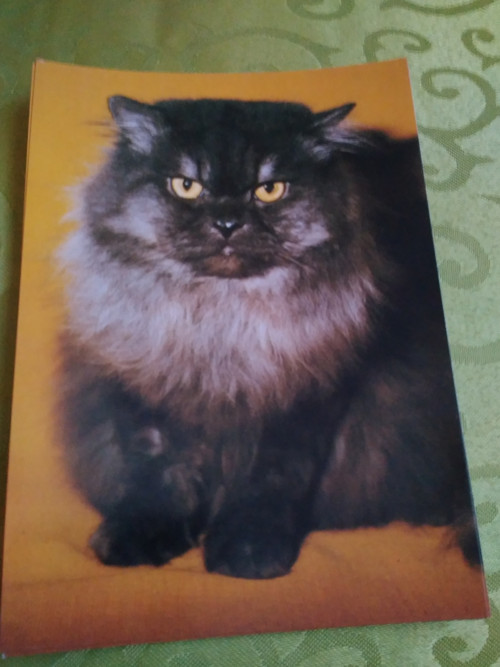 Kočka perská — foto 1