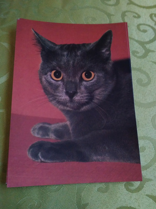 Kočka anglická