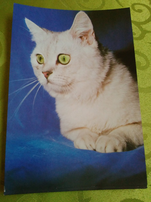 Kočka britská