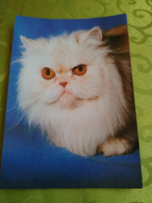 Kočka perská