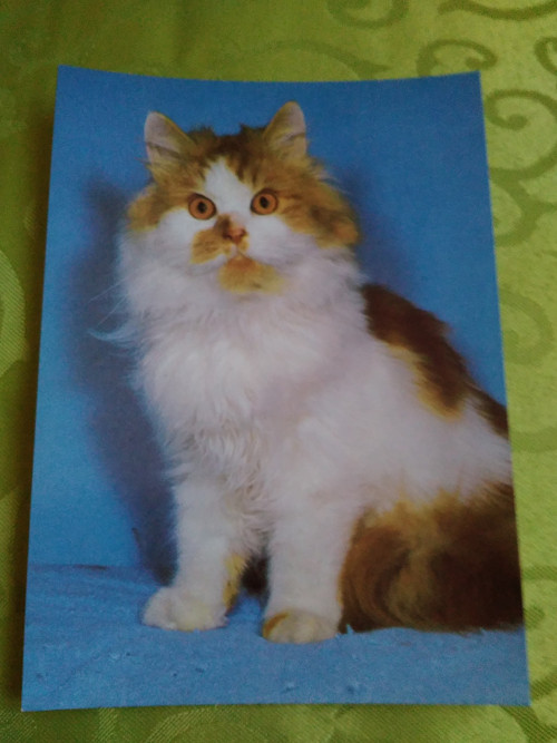 Kočka perská
