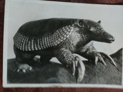 Stará fotografie — foto 1