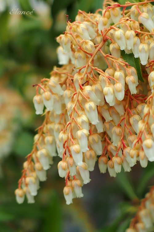 Pieris