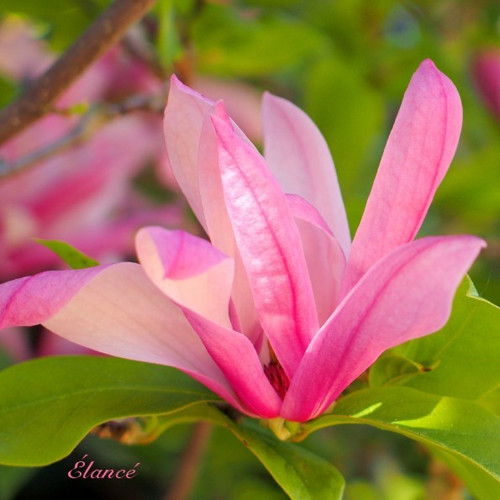 Magnolie VII