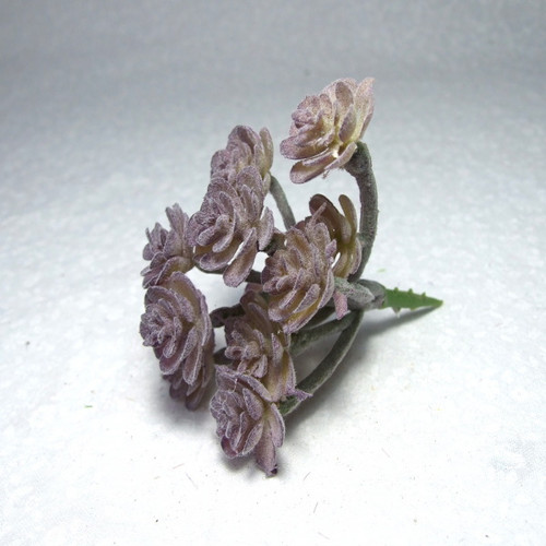 Sukulent Sedum (6) — foto 1