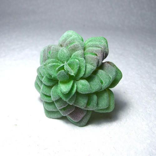 Sukulent Sempervivum zelené (7) — foto 1