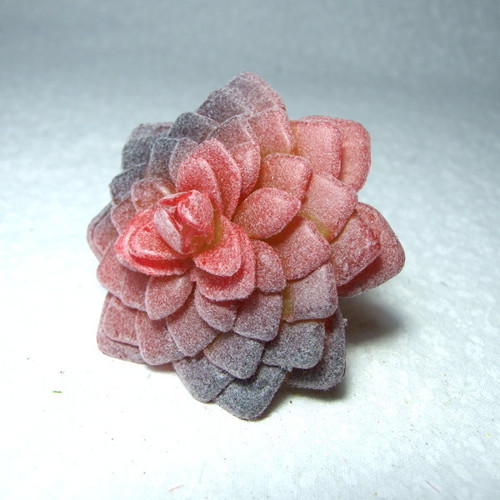 Sukulent Sempervivum červené (8) — foto 1