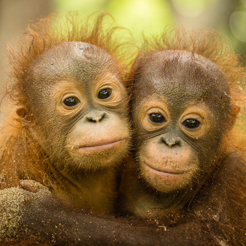 Úpletový panel 35x35cm Orangutánci — foto 1
