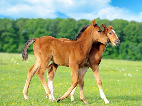 Panel 20x15cm Hříbata — foto 1
