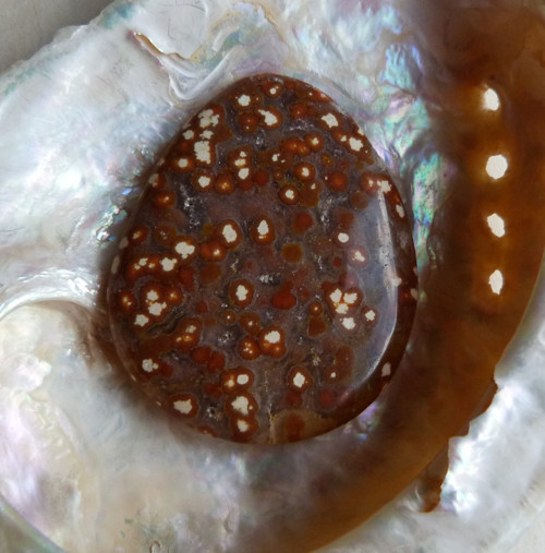 Jaspis Ocean - 5,1 cm Extra