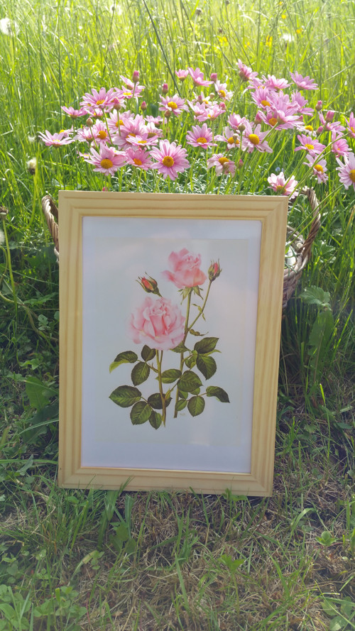 Botanický obrázek ze starého herbáře - A4 — foto 1