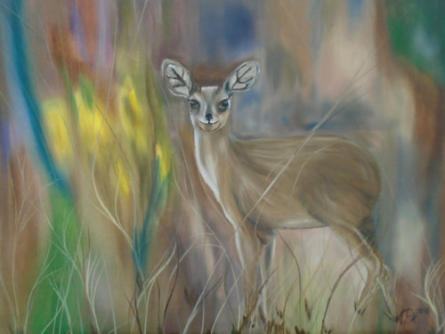 Pudu — foto 1