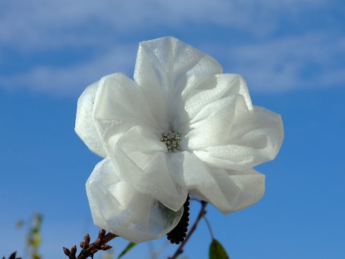 Blanche — foto 1