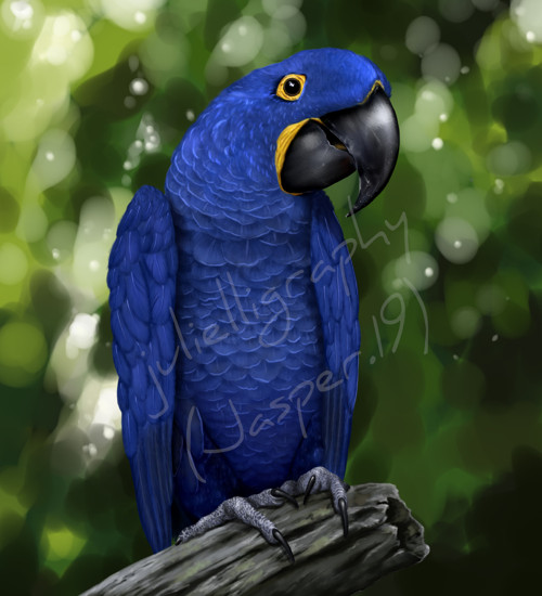 Hyacinth Macaw