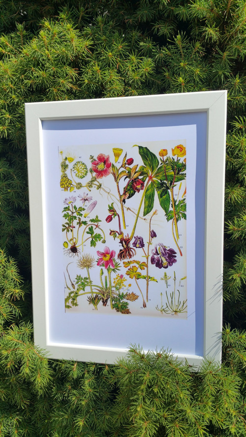 Botanický obrázek ze starého herbáře - A4 — foto 1