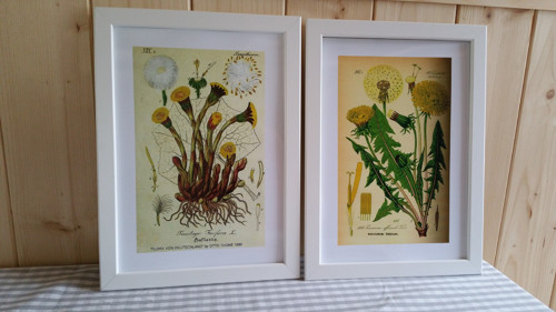 Botanický obrázek ze starého herbáře - A4, 2 KS — foto 1
