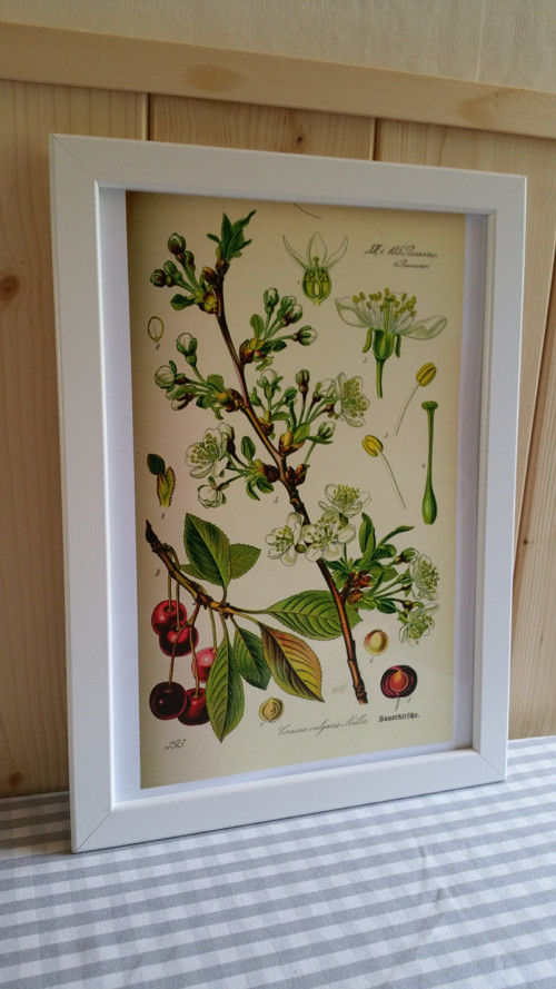Botanický obrázek ze starého herbáře - A4 — foto 1