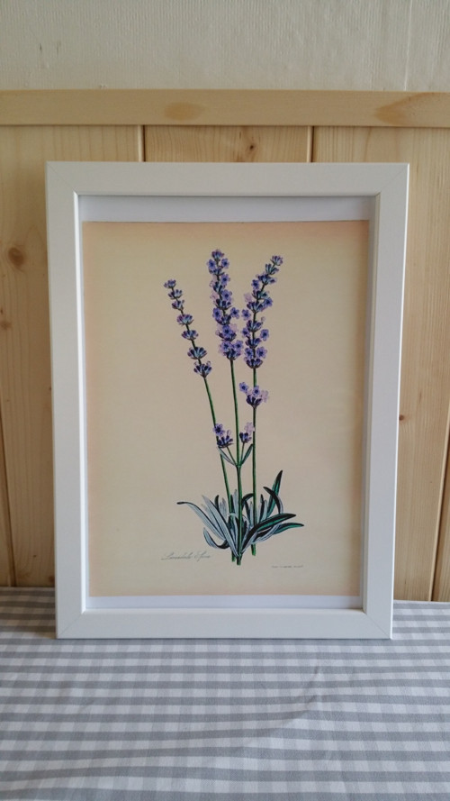 Botanický obrázek ze starého herbáře - A4 — foto 1