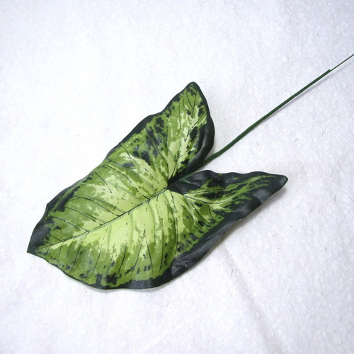 List Syngonium — foto 1