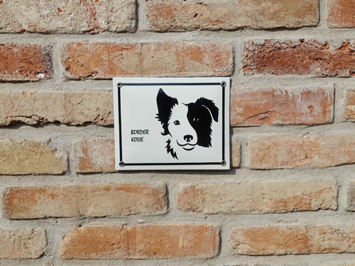 Border kolie — foto 1
