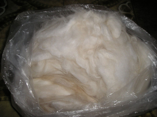 Angora — foto 1