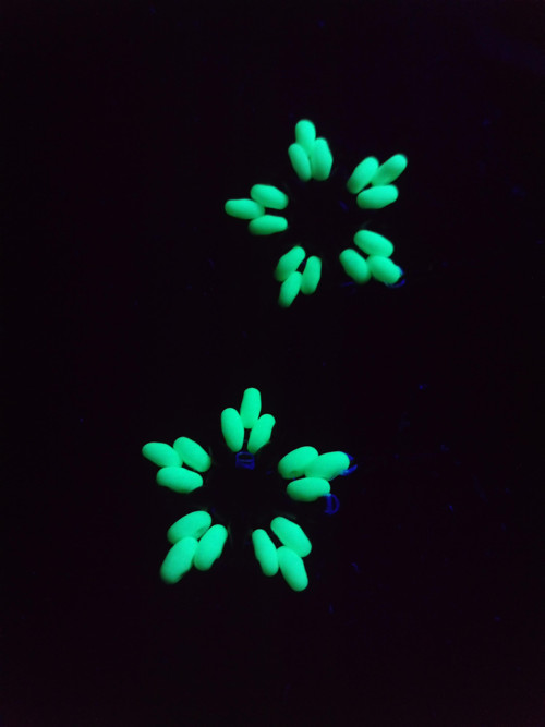 Náušnice UV Green Leafstar — foto 1